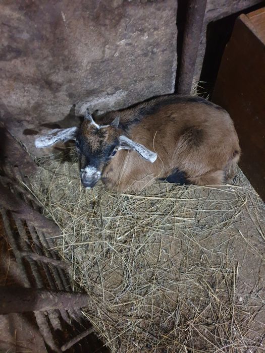 Продажа козлят простые