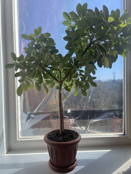 Продам цветы