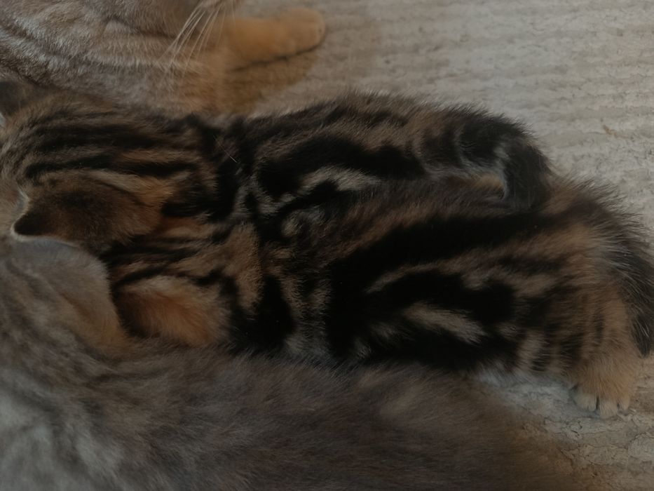 Котята шотландские