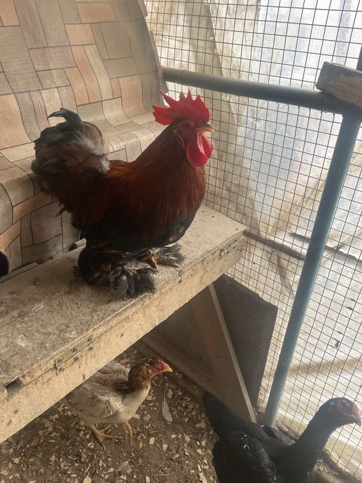 питух Кохинхин  молодой