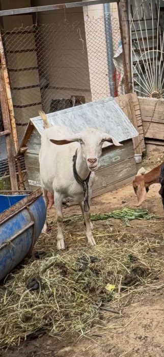 Козы Англо-нубийская