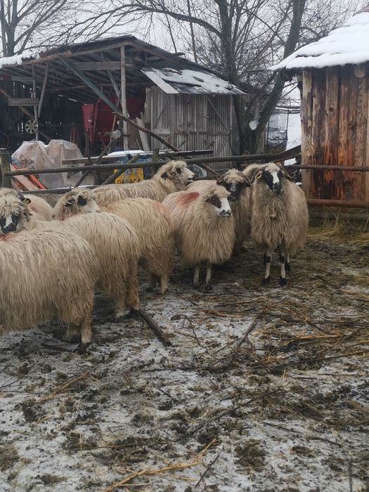 De vanzare.  oi de tinut