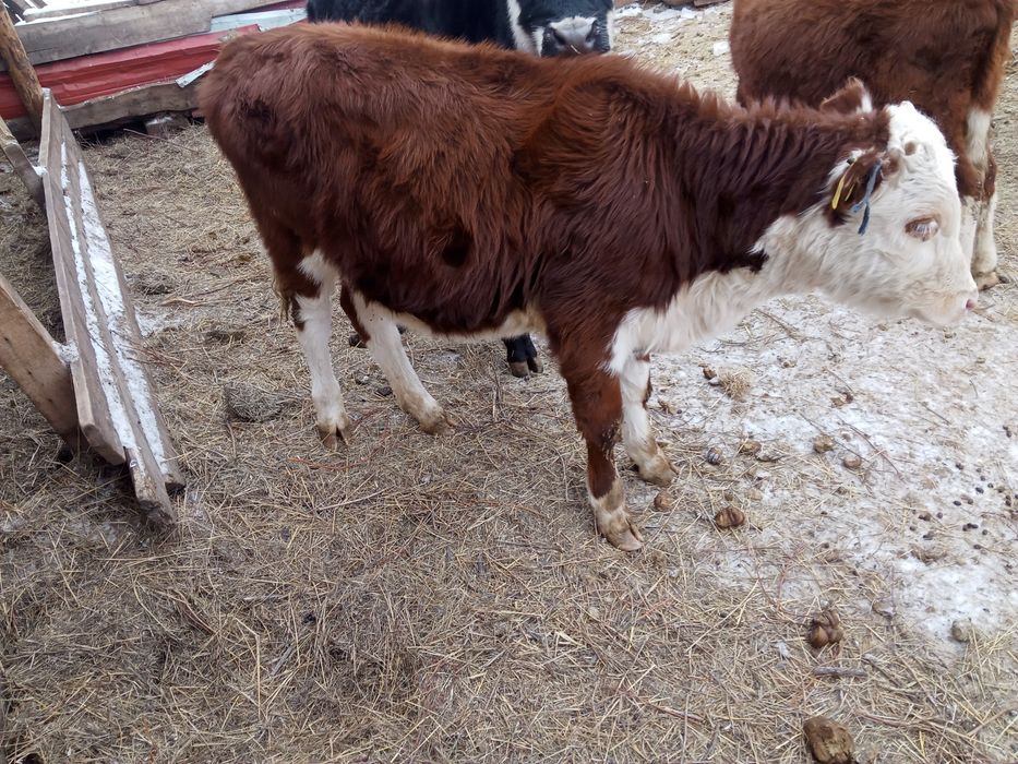 Бузаулар сатылады