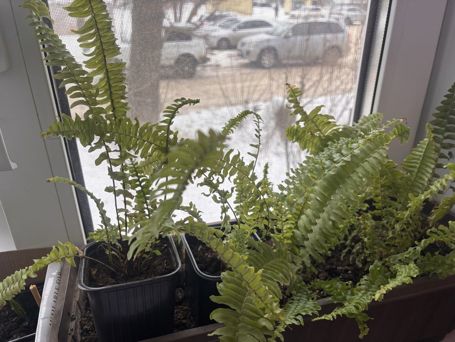 Цветы по 1000 распродажа