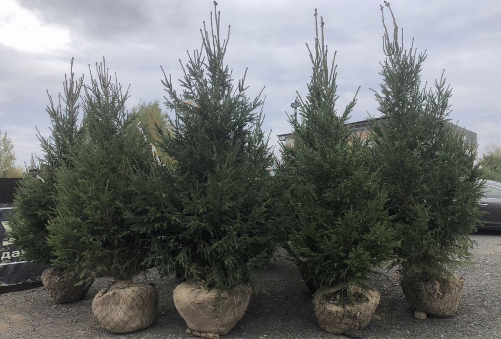 Голубые ели, сосны, туи
