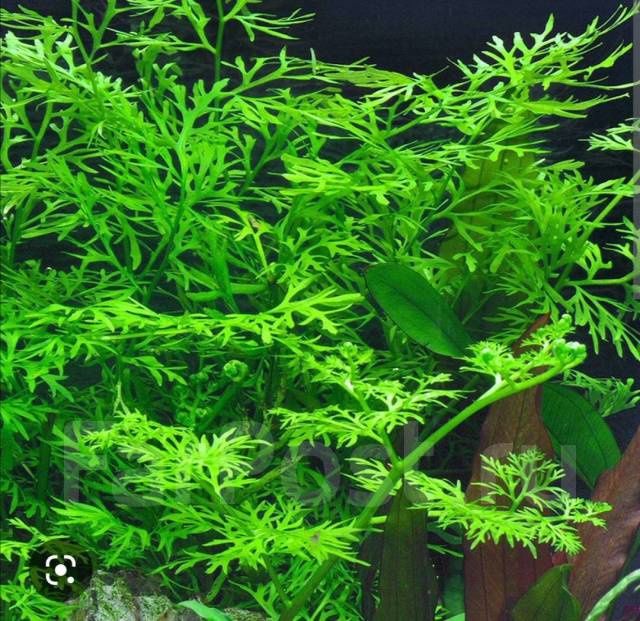 Продам папоротник Индийский