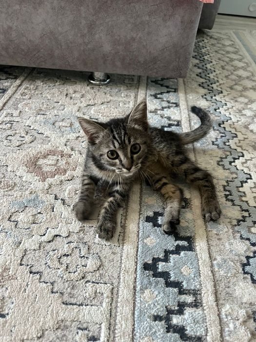 котенок мальчик 3 месяца