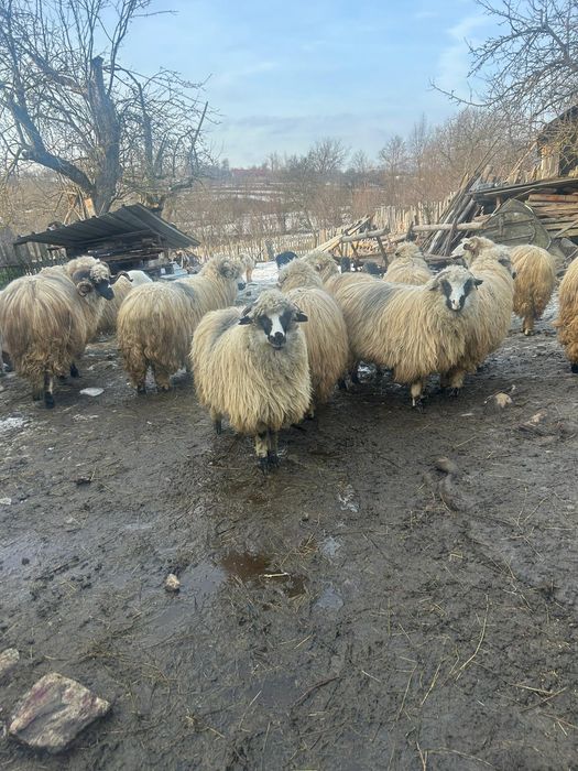 Vând oi gestante/negestante