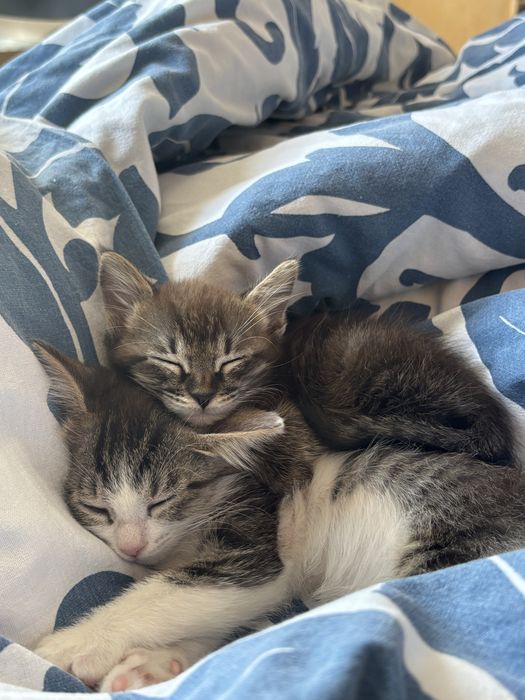 Котята в добрые руки бесплатно