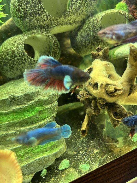 Петушки самки и самцы