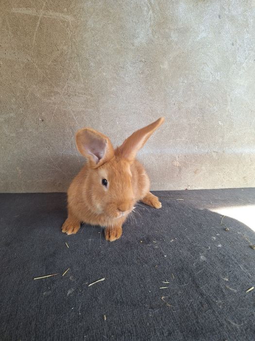 Бургундский кролики