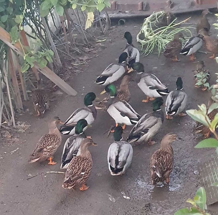 Патици -няколко чифта