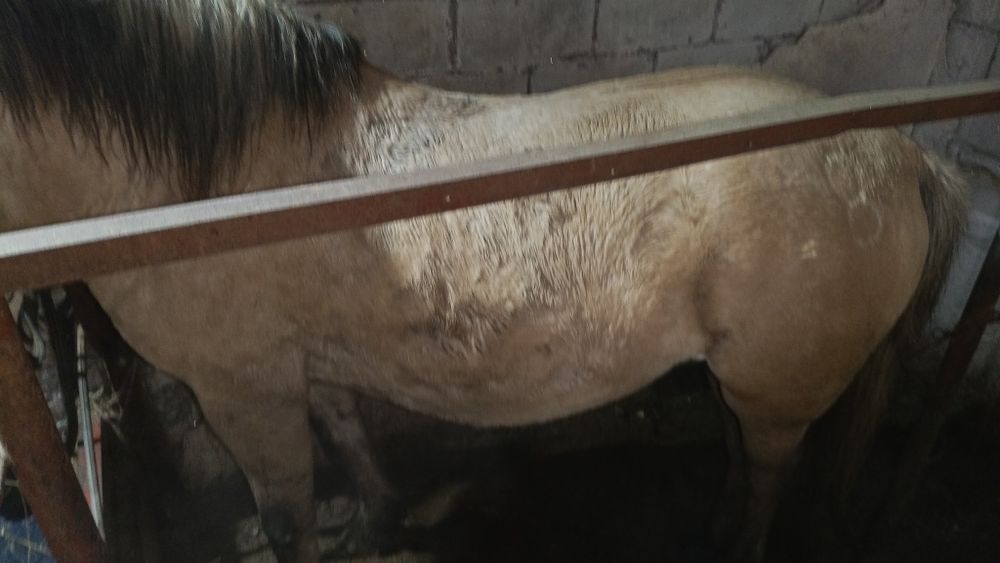 Жылқы сатылады 6 жасыр айғыр