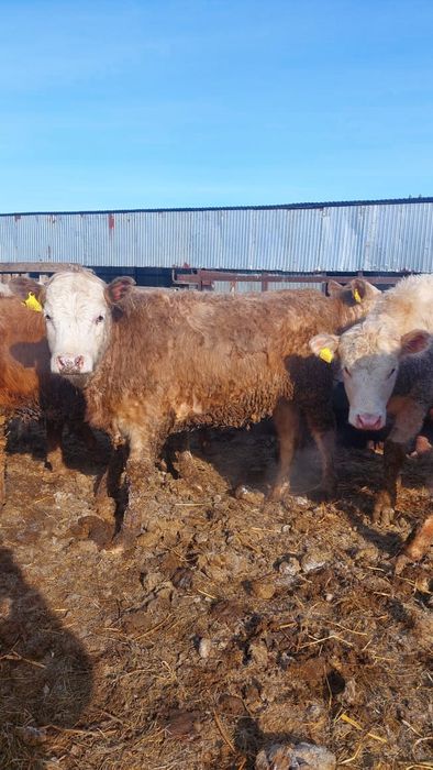 Продам телок Аулиеколь