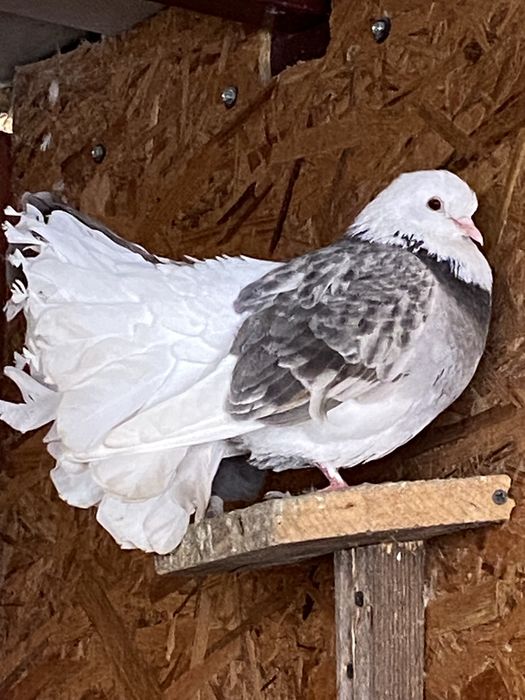 Vand sau schimb porumbei diferite rase