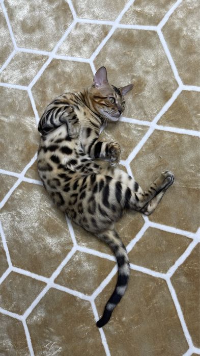 Продаю бенгальского кота