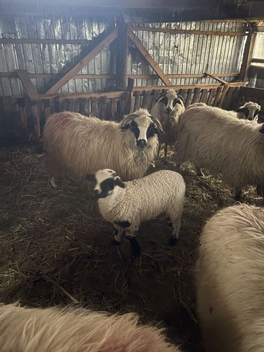 Oi cu. Miei. dupa ele