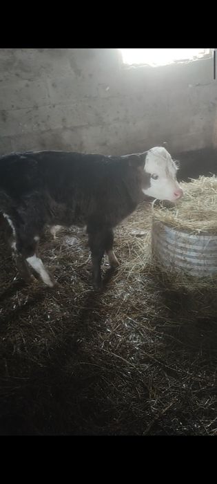 Бузаулы сиыр сатылады