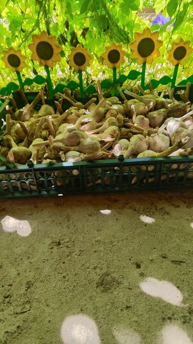 Продается домашний чеснок