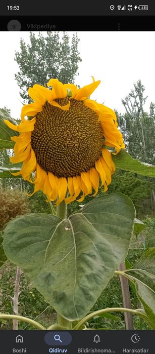 Mega 361 semichka bor sotiladi