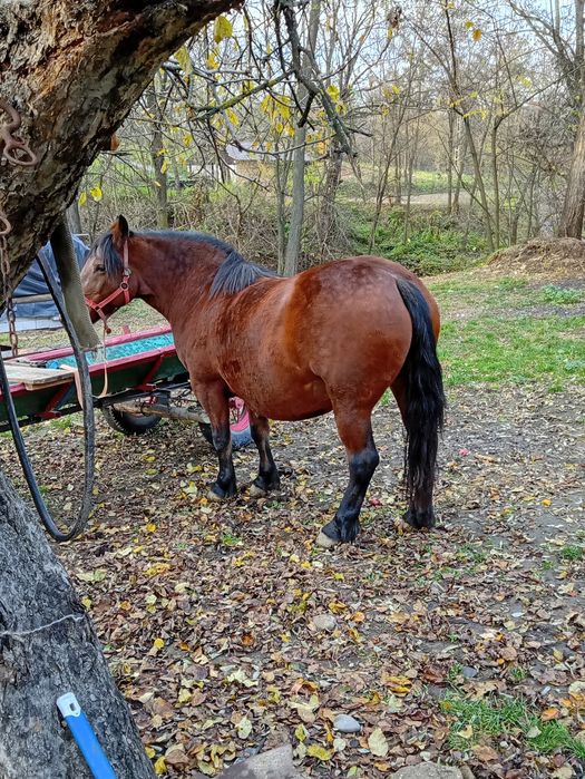 Iapă de vânzare se vinde