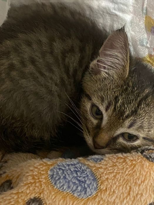 Котенок милая бесплатно