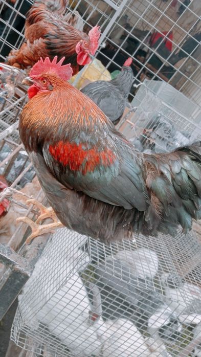 Xoʻroz tovuqlar sotiladi