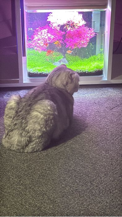 Отдам кошку в добрые руки