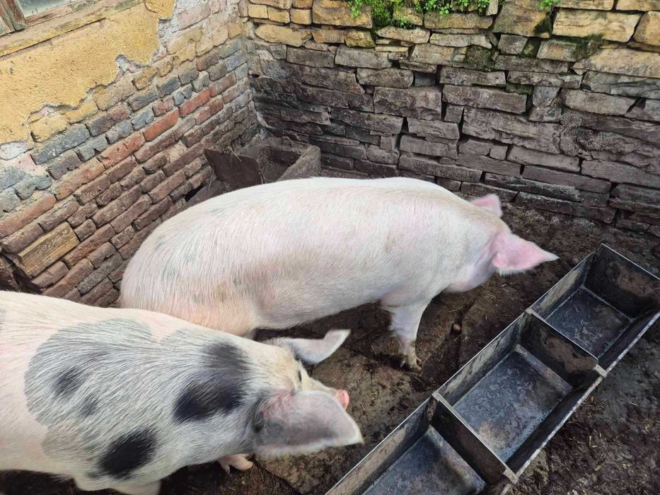 Домашни Прасета - 7 лв./кг.