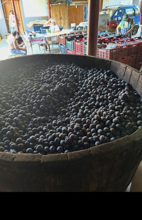 Prune pentru tuica si palinca