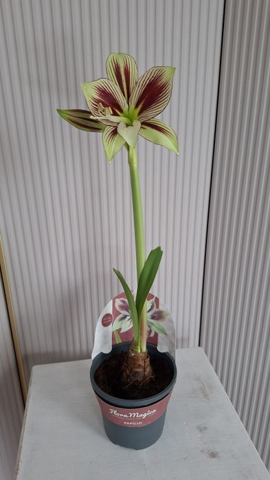 Папилио, Папилио