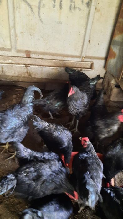 Джерсийский гигант