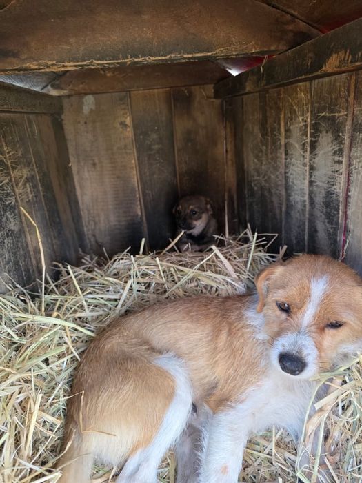 Ищем малышке дом