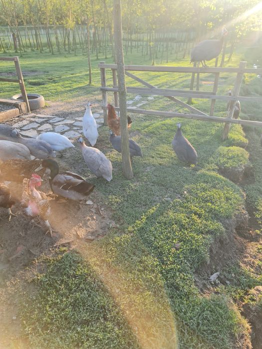 Ouă de bibilică pt incubator/consum