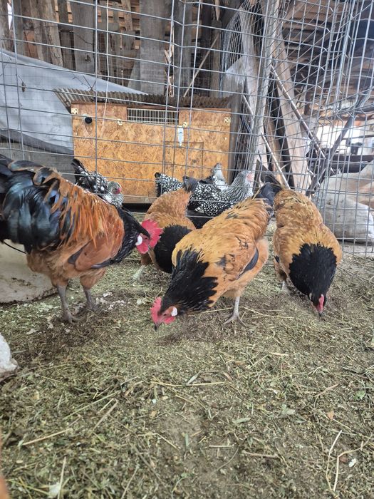 Ouă incubat Wyandotte, Ayam, Araucana, Brahma, mătase – fertilizate