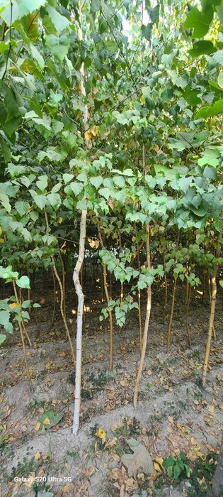 Берёза кучатлари сотилади