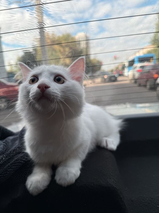 Котик бесплатно