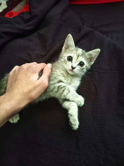 Котята не породистые