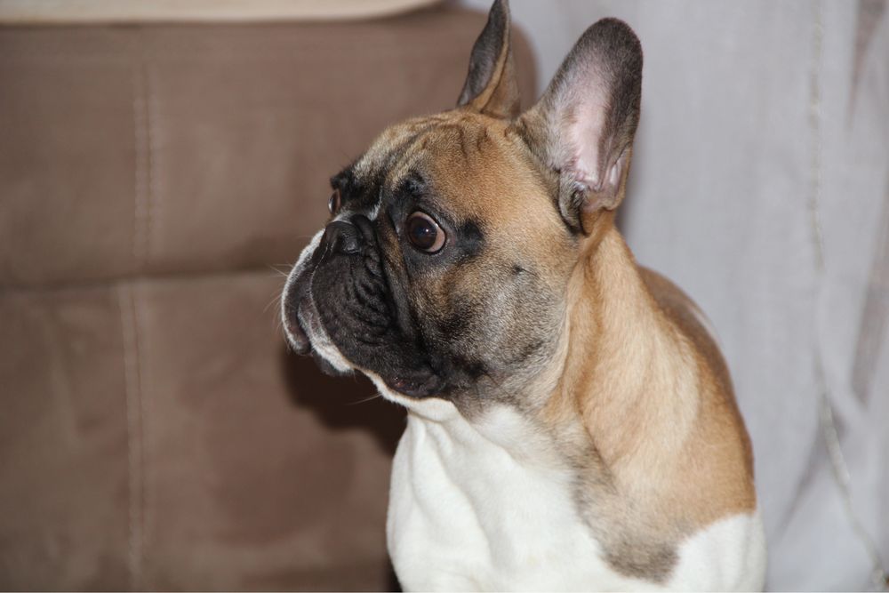 Французский бульдог вязка