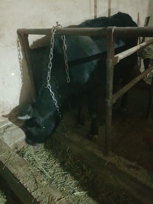 Продам телку породистую