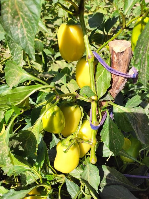 Продам ухоженную дачу