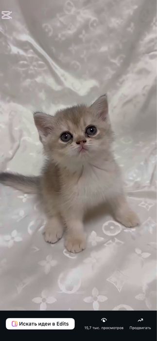 Scottish Fold & Scottish Straight Golden