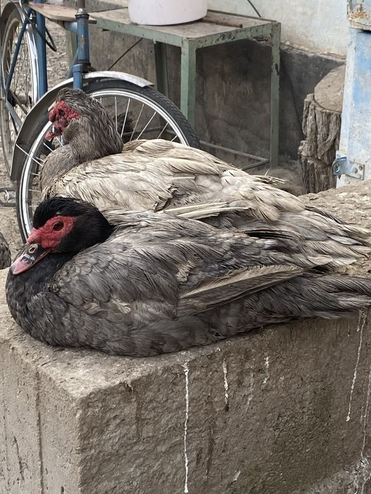 Мускусные утки (индоутки )