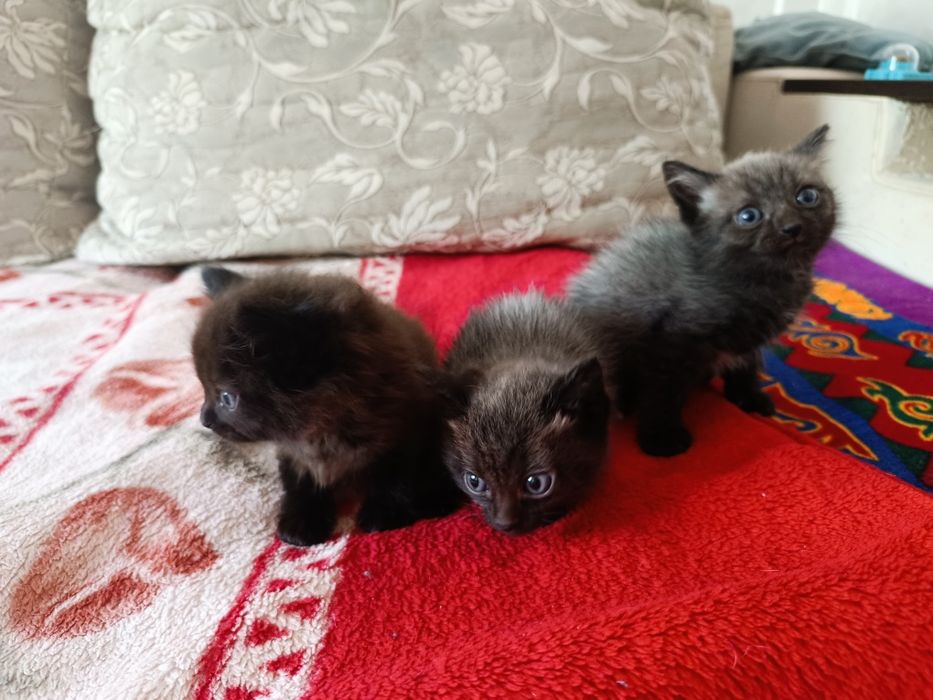 Отдам котят(мальчики)