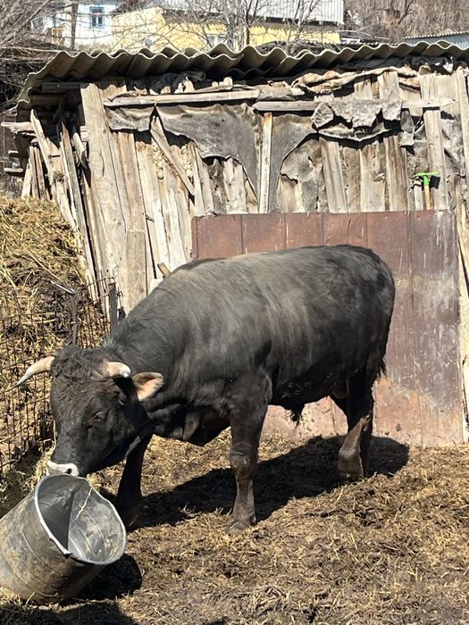 Продам быка 2 года