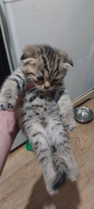 Продам котят британцев