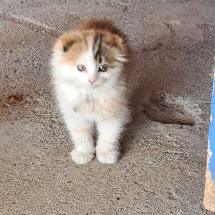 Отдам даром котёнока