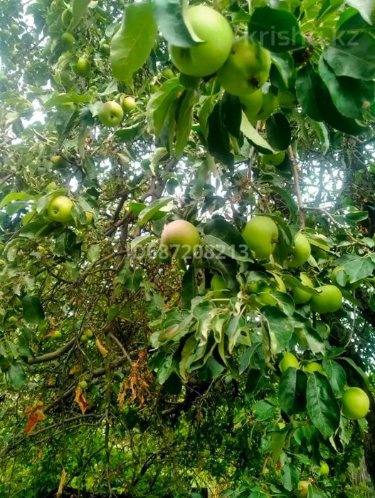 Продам дачу Талгарский район