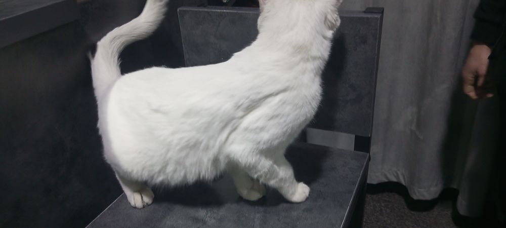 Gretta isimli mushuk sotiladi