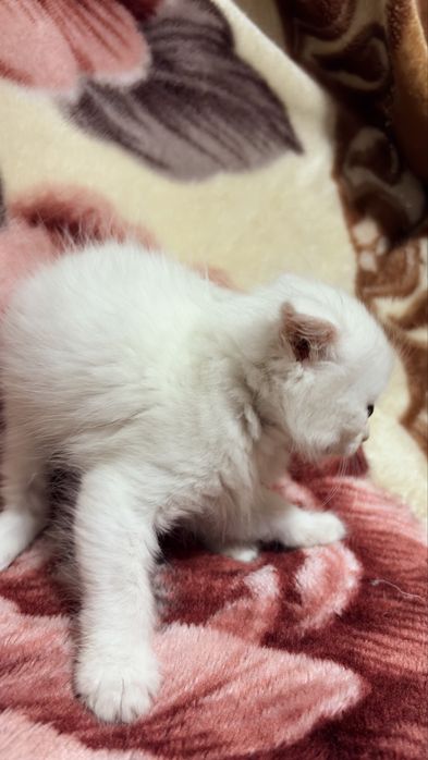 Вислоухие котята